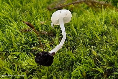 cudoniella-acicularis1