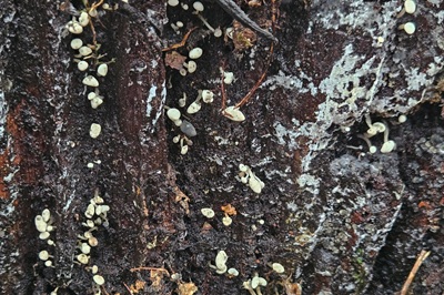 cudoniella-acicularis3