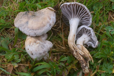 Cuphophyllus atlanticus