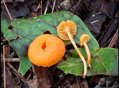 Cuphophyllus aurantius