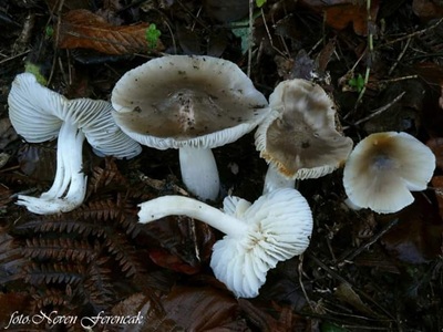 Cuphophyllus fornicatus