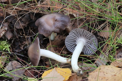 Cuphophyllus lacmus