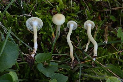 Cuphophyllus russocoriaceus