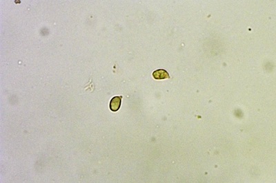 cuphophyllus-russocoriaceus9