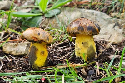 Cupreoboletus poikilochromus