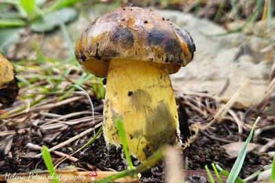 cupreoboletus-poikilochromus1