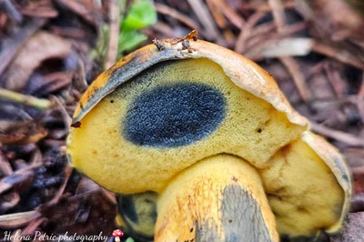 cupreoboletus-poikilochromus2