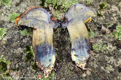 cupreoboletus-poikilochromus3
