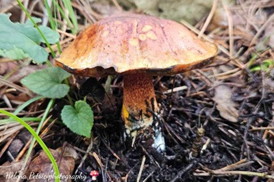 cupreoboletus-poikilochromus4
