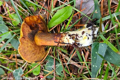 cupreoboletus-poikilochromus5
