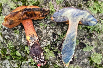 cupreoboletus-poikilochromus6