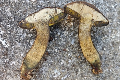 cyanoboletus-mediterraneensis2