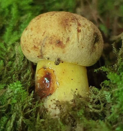 cyanoboletus-pulverulentus7
