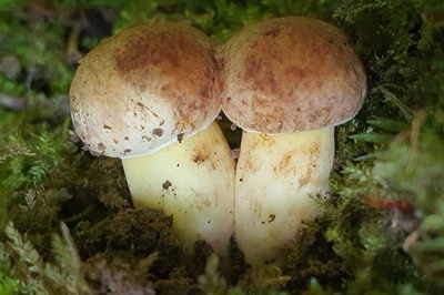cyanoboletus-pulverulentus8
