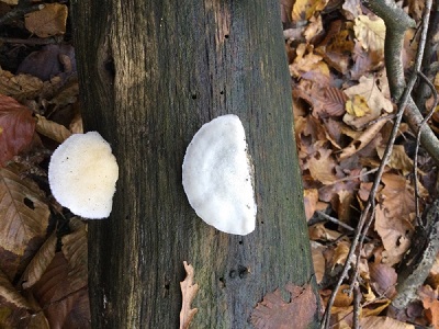 Cyanosporus subcaesius