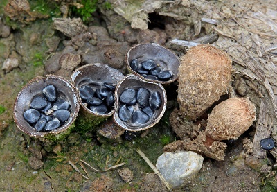 Cyathus stercoreus