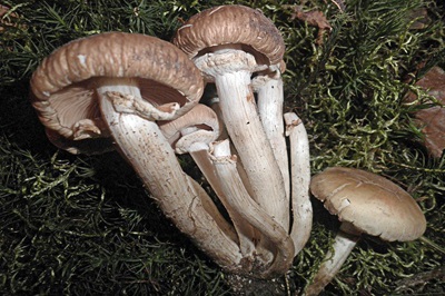 Cyclocybe cylindracea