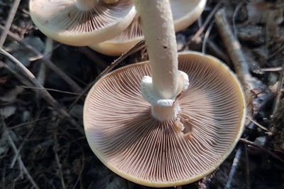 cyclocybe-cylindracea3