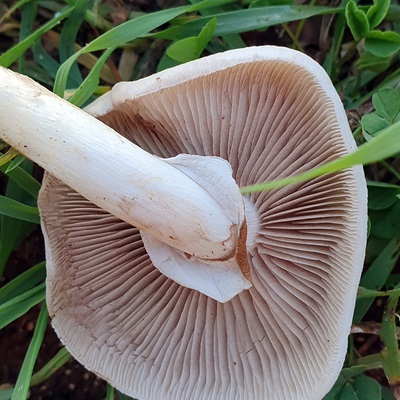 cyclocybe-cylindracea4