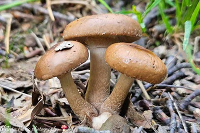 cyclocybe-erebia1