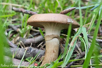 cyclocybe-erebia2
