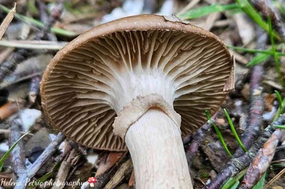 cyclocybe-erebia3