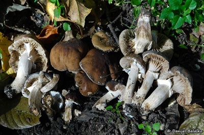 cyclocybe-erebia4