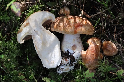 Cystinarius crassus