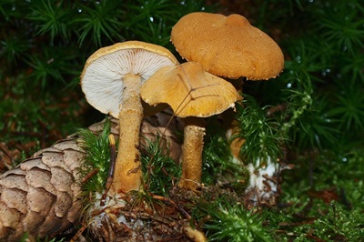 cystoderma-amianthinum1