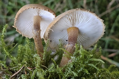 cystoderma-amianthinum2