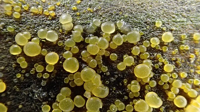 Dacrymyces minor