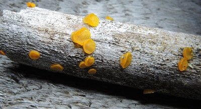 Dacrymyces variisporus