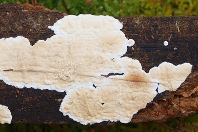 Dacryobolus karstenii