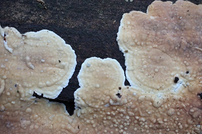 dacryobolus-karstenii1