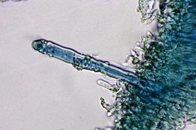 dacryobolus-karstenii10
