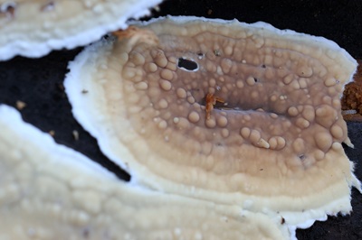 dacryobolus-karstenii4