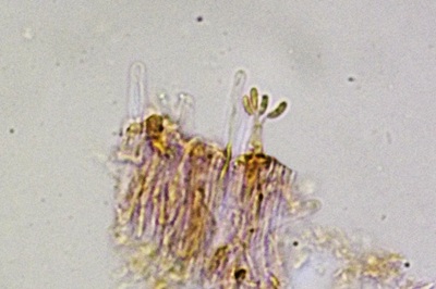 dacryobolus-karstenii7