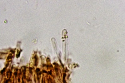 dacryobolus-karstenii8