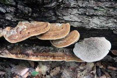 Daedalea quercina