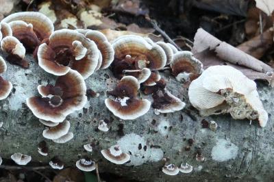 Daedaleopsis septentrionalis