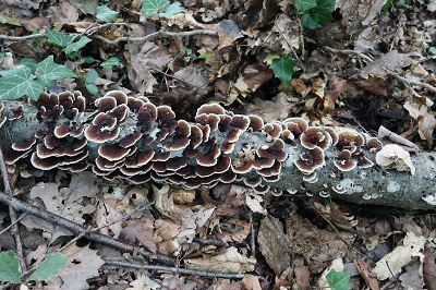 daedaleopsis-septentrionalis1