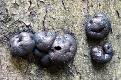 Daldinia concentrica