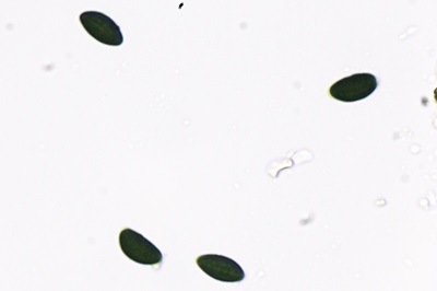 daldinia-concentrica4