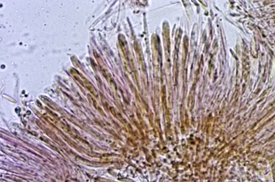 dasyscyphella-nivea10