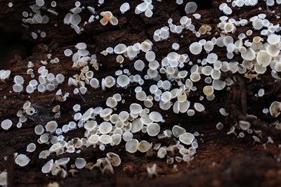 dasyscyphella-nivea4