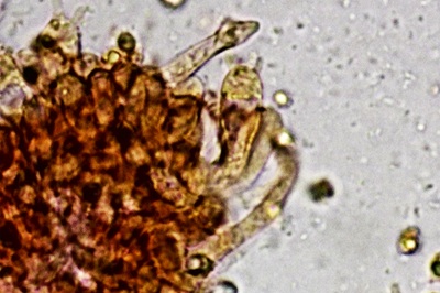 delicatula-integrella10