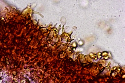 delicatula-integrella11