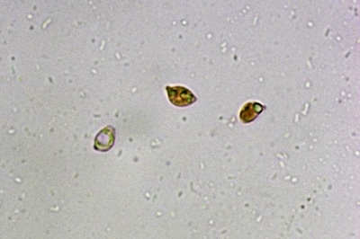delicatula-integrella8