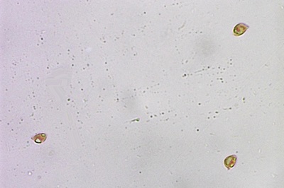 delicatula-integrella9