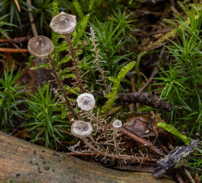 Dendrocollybia racemosa